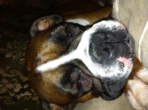 Bumps Around The Eyes Hives Boxer Breed Dog Forums