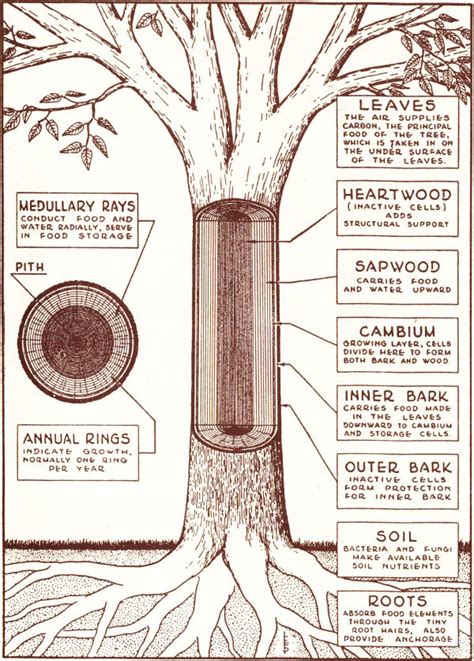 The Three Main Parts Of A Tree Design Talk
