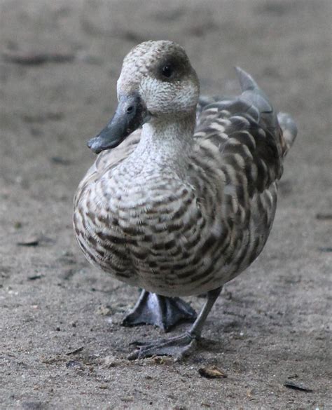 Marbled Duck Zoochat