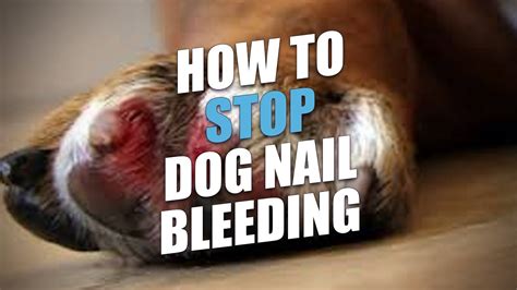 How To Stop Dog Nail Bleeding And What To Do Youtube