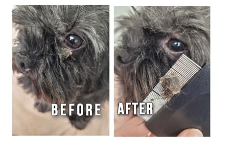 How To Clean Dog Eye Boogers The Dos And Donts Groomer King