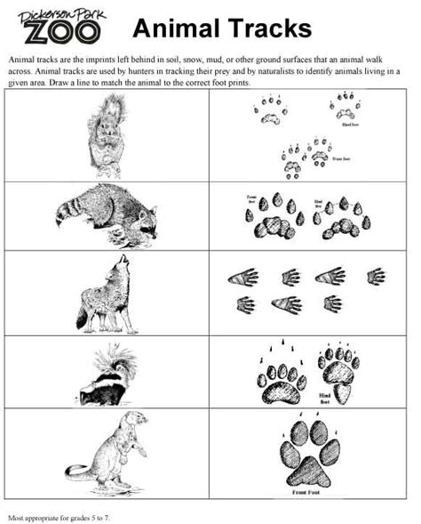 Mammals names and sounds for kids to learn | learning mammals for kindergarten, school, children. 15 Best Images of Animal Tracks Matching Worksheet ...
