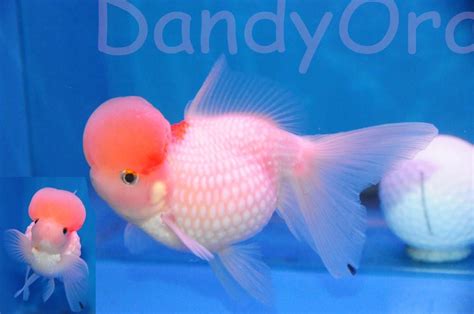 Pearlscale Goldfish From Dandy Orandas Aquarium Fish Goldfish