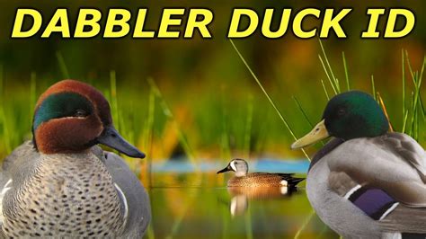 Dabbling Duck Id Hunting Boot Camp Youtube