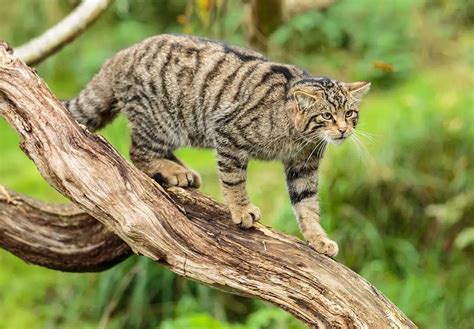 Scottish Wildcat Day August 8 2024 National Today