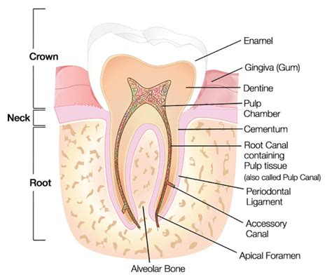 Structure Of A Tooth Diagram My XXX Hot Girl