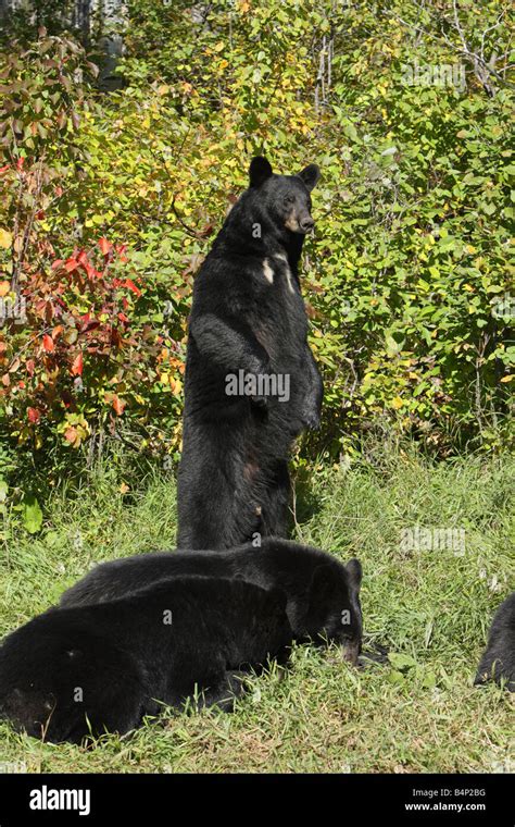 black bear ursus americanus mother standing upright while her two cubs feed on the ground in a