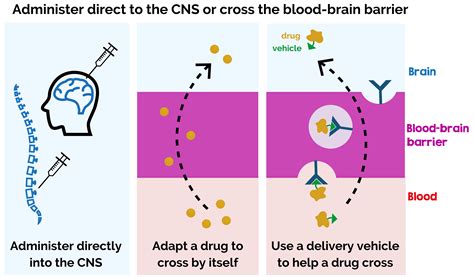 Overcoming The Blood Brain Barrier Therapy Delivery For Sanfilippo