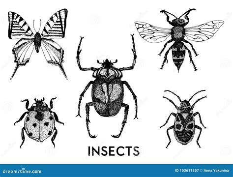 Collection Of Hand Drawn Insect Illustrations Stock Vector