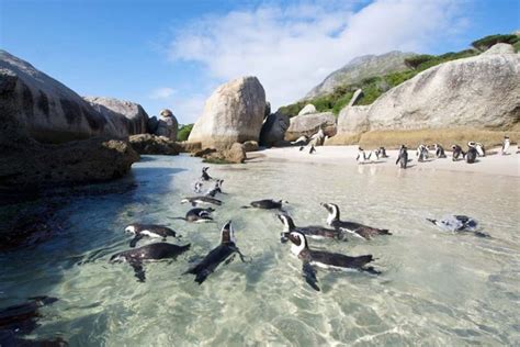 Boulders Beach Penguin Colony Swim With The Penguins