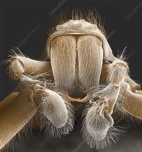 Spider Mouthparts Sem Stock Image Z4300436 Science Photo Library