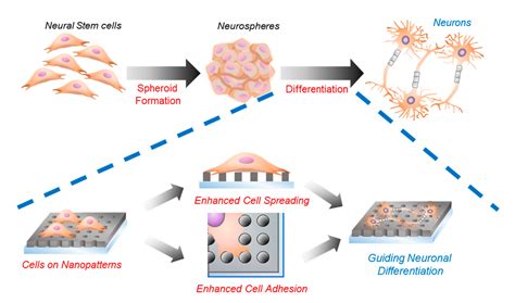Ijms Free Full Text Enhancing Neurogenesis Of Neural Stem Cells
