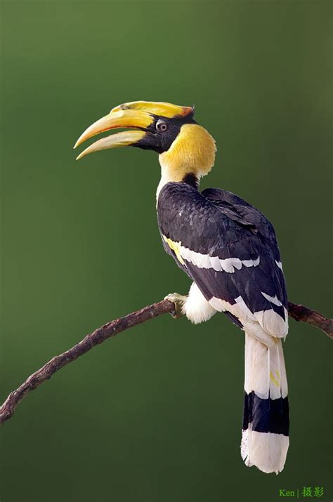 Great Hornbill Toucan