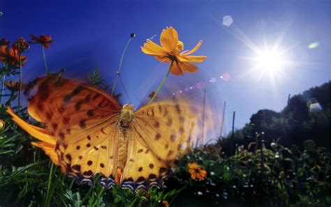 Beautiful Butterflies Wallpapers 1920x1200 High Definition Wallpapers