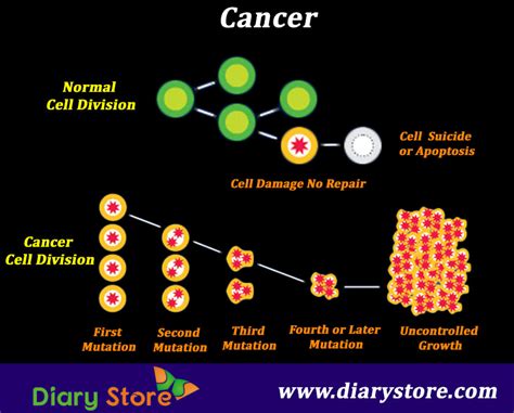 Cells monitor the attachment of chromosomes to the mitotic spindle and mitosis is delayed if even a single finally, we provide two detailed protocols for the application of small molecules to study mitosis in tissue culture cells. Cancer| Causes, Types Of Cancer|cancerous cells