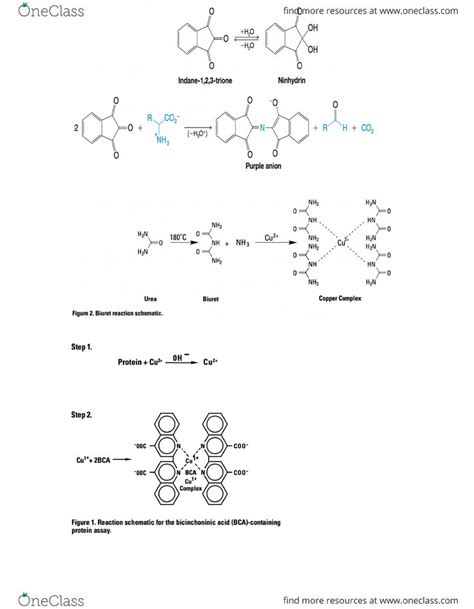The assays for protein quantification kit provides all the reagents required to perform all three protein assays in a single lab. FDSC 305 Textbook Notes - Fall 2015, Chapter 2 - Ion ...