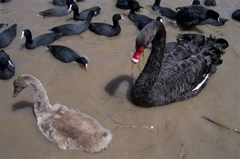 Black Swans Australia Photo 230833 Fanpop