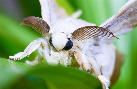 Bombyx Mori Close Up By Zott Von Costa 500px Cute Moth Venezuelan