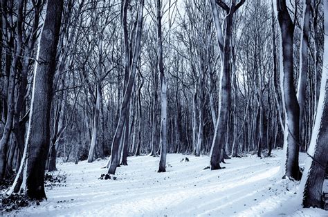 Trees And Snow · Free Stock Photo