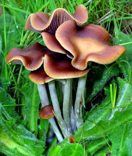 Psilocybe Cyanescens The Wavy Cap Entheogenic Fungi Mycology