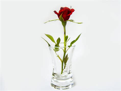 Gambar Menanam Kaca Vas Mawar Merah Pot Bunga Budidaya Bunga