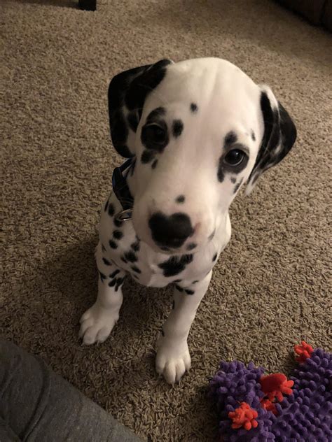 You can click a subreddit name to see stats (graphs, etc.) for that subreddit. Reddit, meet our new Dalmatian puppy, Smudge! : aww