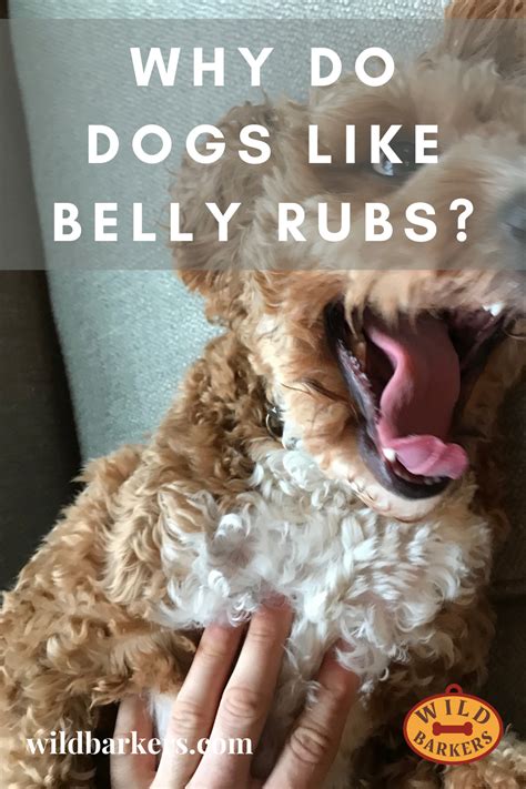 Why Do Dogs Like Belly Rubs There Are Many Reasons Why Your Dog Loves
