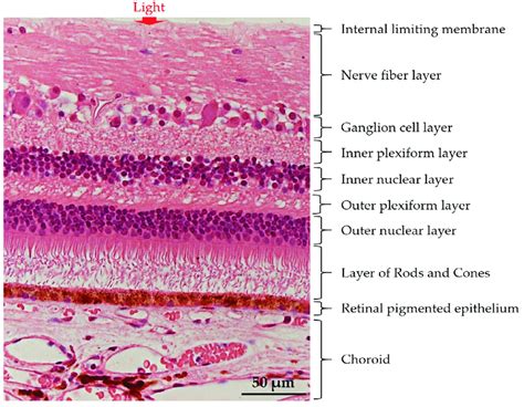 The Basic Retinal Structure Histological Appearance Of Choroid And