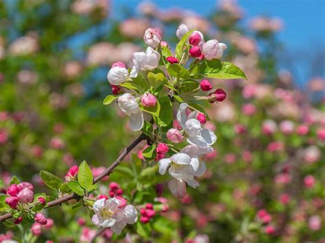 Best Small Flowering Trees You Can Plant In Your Garden Plantly