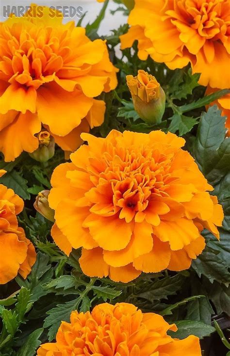 Pin By Pamela Perkins On Orange With Images Marigold Flower Orange