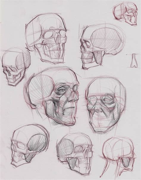 Aprende A Dibujar La Cabeza Humana Retratos Anatomy Drawing Drawing