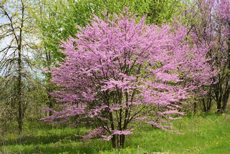 Dwarf Flowering Trees Small Flowering Trees A Dozen Native Species