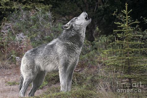 Gray Wolf Howling Endangered Species Wildlife Rescue Photograph By Dave