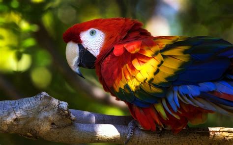 Parrot Animals Birds Colorful Wallpapers Hd Desktop