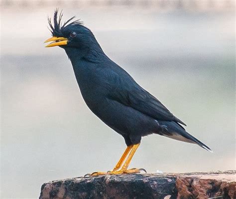 Lagu atau suara nyanyiannya kaya variasi lantaran lebih. Beberapa jenis burung kerak yang biasa dijumpai di pasar ...