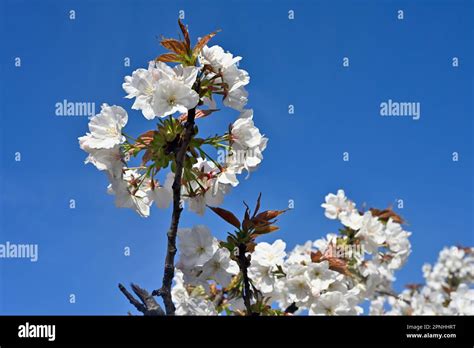 White Blossom Close Up On Flowering Cherry Tree With Leaves Just