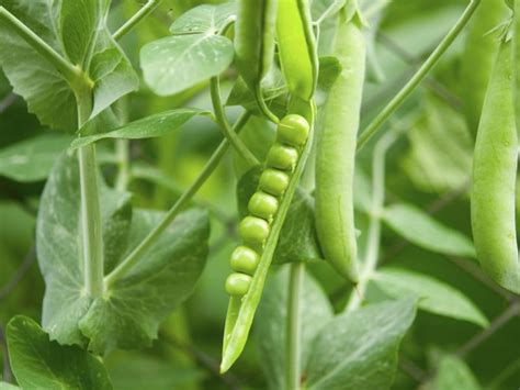Time To Plant Your Peas Peas Vegetables Gardening Blooming Secrets