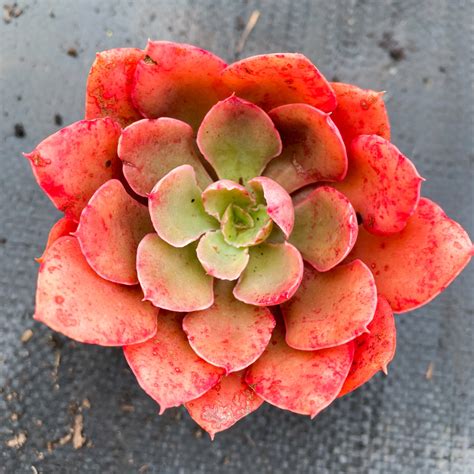 Echeveria Painted Frills Let Love Grow Succulent And Cactus