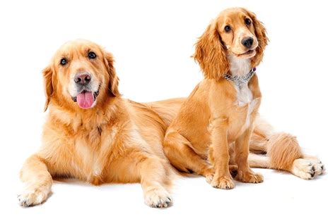 Golden Cocker Retriever - Is This The Ideal Family Pet?