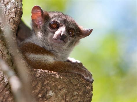 The 5 Best Places To See Lemurs In Madagascar Wanderlust