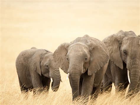 Three Elephants Wallpapers And Images Wallpapers Pictures Photos
