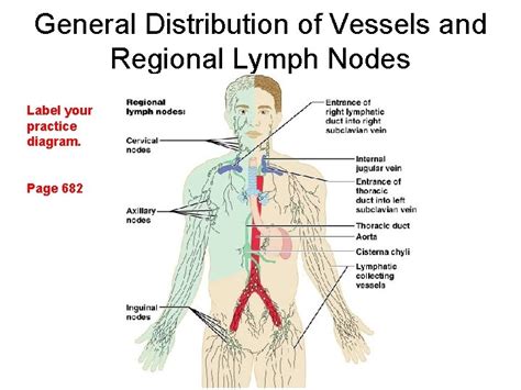33 Label The Lymphatic System Labels 2021