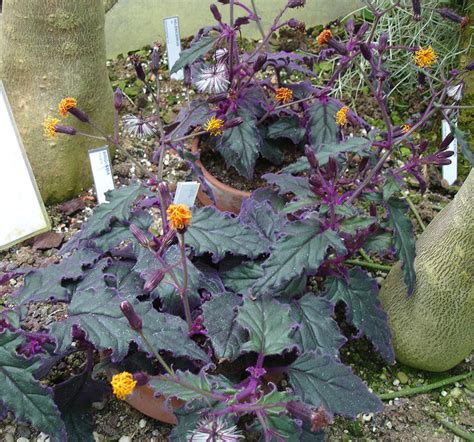 How To Grow Purple Passion Plant Velvet Plant Dengarden