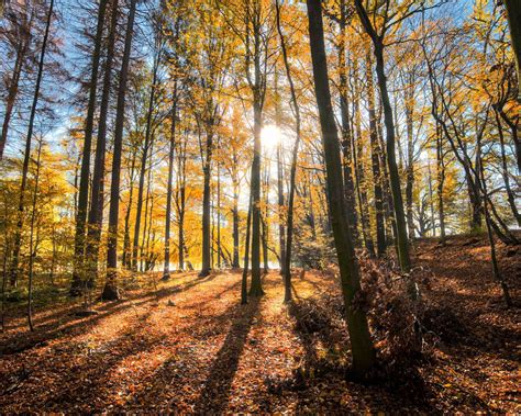 Download Wallpaper 1280x1024 Forest Trees Autumn Sun Light