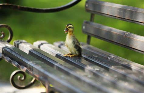 Bekijk onze schattige dieren selectie voor de allerbeste unieke of custom handgemaakte items uit onze shops. 7x schattige dieren in de tuin - Tuinen