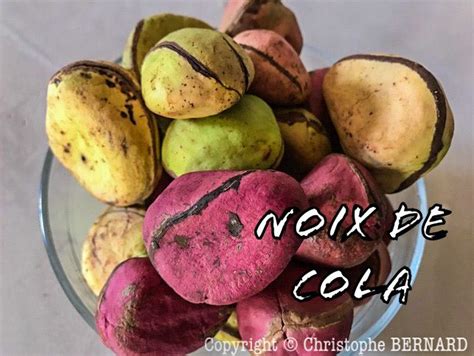 NOIX DE COLA | Cola, Noix, Noix fraiches