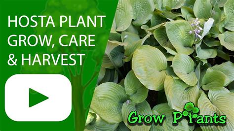 Hosta Plant Grow Care Harvesting And Eat Indoor Plant Youtube