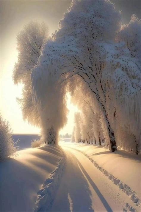The Sun Shines Through Trees And Snow Covered Ground In This Wintery Scene