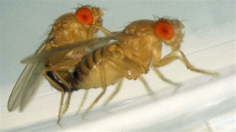 Sex Flies And Videotape A Detailed Look Into How Fruit Flies Copulate Technology Networks