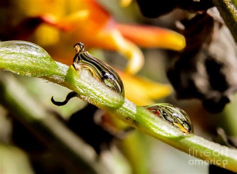 drops reflections photograph by michelle meenawong fine art america